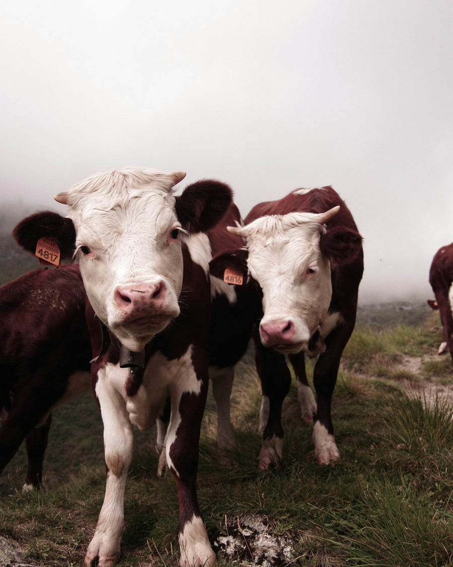 Why Additives Like Bovaer Aren’t the Answer for Cattle or Us
